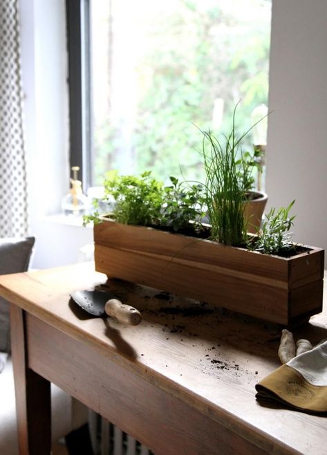 Cilantro + herbs window box Window Box Herb Garden, Herb Garden Designs, Apartment Herb Gardens, Raised Garden Designs, Windowsill Herb Garden, Vertical Herb Gardens, Small Herb Gardens, Apartment Gardening, Herb Garden Ideas