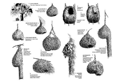 The shape of each pod is inspired by intensive research into the nests of different kinds of weaver birds - including buffalo weavers, masked weavers, and golden weavers. Weaver Bird Nest, Human Nest, Weaver Bird, Animal Architecture, Habitat Project, Ant Drawing, Small Bird Tattoo, Bird Quotes, Birds Nests