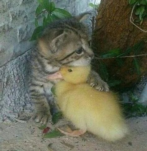 Unlikely Animal Friends, Showing Love, Image Chat, Animals Friendship, Cute Animal Pictures, Animal Friends, Cute Creatures, Sweet Animals, Funny Animal Pictures