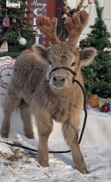 Christmas Cows, Scotland Outlander, Mini Cows, Fluffy Cows, Christmas Cow, Highland Cows, Cute Animals Puppies, Baby Cow