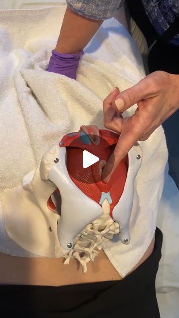 How To Loosen Pelvic Floor Muscles, Perineal Massage Pelvic Floor, How To Play With Your 🐱, Pelvis Reference, Káma Sútra Poses Images, Pelvic Floor Anatomy, Pelvic Floor Exercises Strengthen, Pelvic Floor Surgery, Pelvic Floor Tension