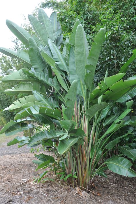 Strelitzia nicolai (Giant White Bird of Paradise) - 125mm pot White Bird Of Paradise Plant, Bird Of Paradise Plant Care, Bird Of Paradise Bird, Giant Bird Of Paradise, White Bird Of Paradise, Big Leaf Plants, Tropical Garden Ideas, Strelitzia Nicolai, Birds Of Paradise Plant