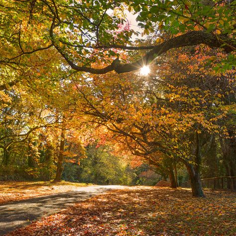 🇦🇺 Autumn (Mount Wilson, NSW, Australia) by Janine 🍂 Australian Photographers, Nsw Australia, Sydney, Good Morning, Country Roads, Australia, Photographer, Nature