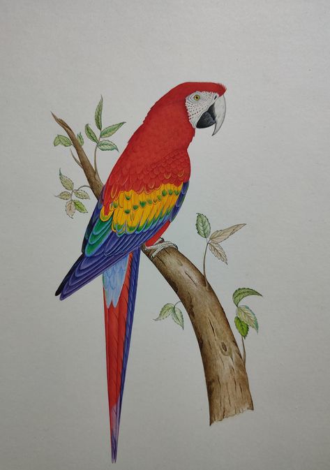 Excited to share the latest addition to my #etsy shop: Parrot watercolor painting, Macaw Painting , parrot Artwork, original watercolor bird parrot macaw wall decor, love one & Christmas art gift https://etsy.me/2EceKto Parrot Artwork, Watercolor Parrot Painting, Macaw Painting, Painting Parrot, Parrot Watercolor, Red Macaw, Parrot Drawing, Red Parrot, Parrot Painting