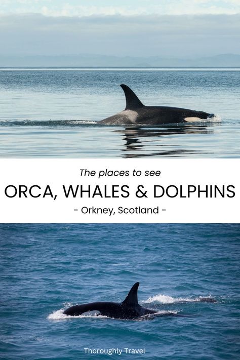 A travel guide cover features two pictures of black and white killer whales. Northern Island, Scotland Road Trip, Wildlife Travel, Orkney Islands, Orca Whales, Remote Island, Europe Summer, Dream Holiday, Killer Whales