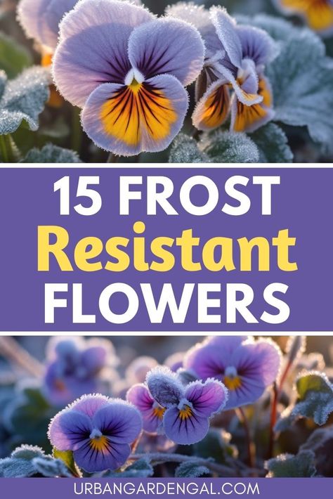 frost resistant flowers in the garden Winter Pansies In Pots, Winter Landscape Ideas Front Yard, All Year Flowering Plants, Fall And Winter Flowers To Plant, Winter Garden Flowers, Pansy Planter Ideas, Winter Flower Beds Ideas Front Yards, Winter Flower Beds, Winter Perennials