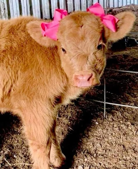 Cow Hairstyle, Hi Land Cow, Hiland Cow, Pet Cows, Mini Cows, Baby Highland Cow, Cutee Animals, Baby Farm Animals