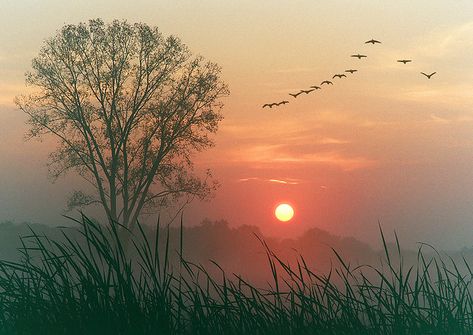 geese There is nothing that reaches into the soul so much as the sight and sound of the wild geese. Beautiful Japanese Words, Dawn Images, Natural Photography, Digital Photography School, Tree Images, Wayne Dyer, Photography Challenge, Tree Photography, Samhain