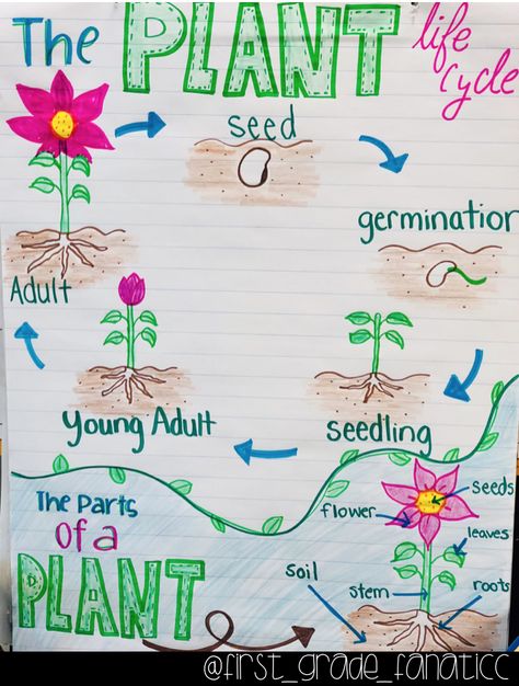 The Plant Life Cycle Anchor Chart Plant Life Cycle Anchor Chart, Life Cycle Anchor Chart, Plants Life Cycle, Plants Life Cycle Activities, Teaching Plants, Plants Kindergarten, Life Cycle Activities, Plant Lessons, Life Cycle Craft