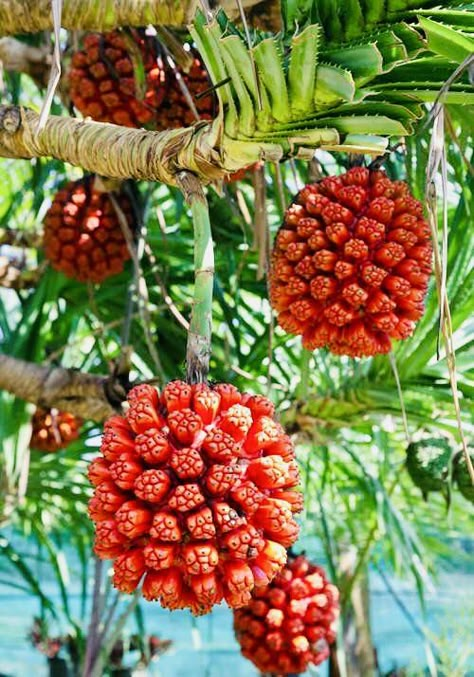 Hala Fruit, Tropical Fruit Photography, Hawaii Fruit, Akebia Quinata, Extinct Plants, Fantasy Country, Weird Fruit, Vegetable Pictures, Sour Fruit