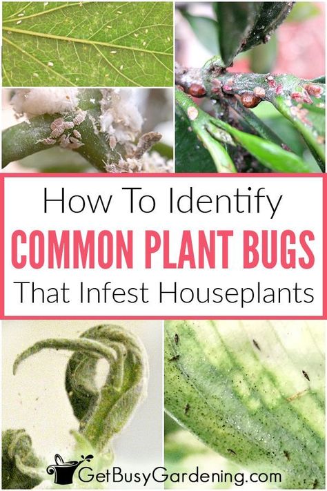 Finding bugs on your indoor plants is super frustrating. But it’s important to know which type of houseplant pest infestation you have, so you can get rid of them as fast as possible. Each one has distinct characteristics, so it’s easy to figure it out. Learn how to identify common houseplant pests (like spider mites, mealybugs, aphids, fungus gnats in the soil, scale, etc), symptoms to watch out for, damage they cause, and tips for getting rid of them organically. #houseplants #indoorplants Propagate Lavender, Garden Care Tips, Propagate Succulents, Common House Plants, Get Rid Of Spiders, Plant Bugs, Lily Plant, Mealy Bugs, Types Of Bugs