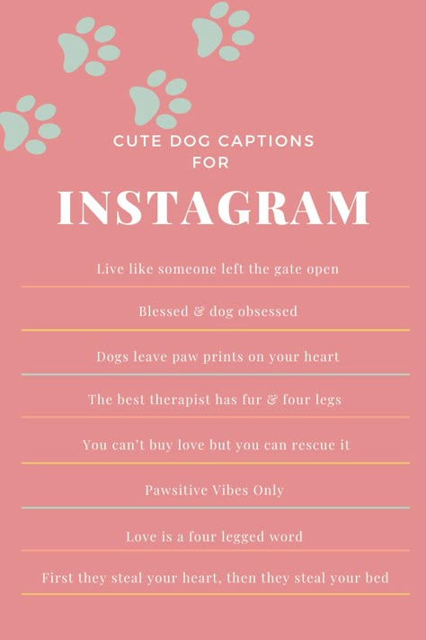 8 of the best captions to get likes on your next dog picture. For the pet parents/dog mom Captions Dogs Instagram, Bio For Pets Instagram, Cute Animal Captions Instagram, Dog Bios For Instagram, Puppy Instagram Bio Ideas, Instagram Captions With Dogs, Instagram Mom Captions, Caption For Pets Instagram, Dog Lover Bios For Instagram