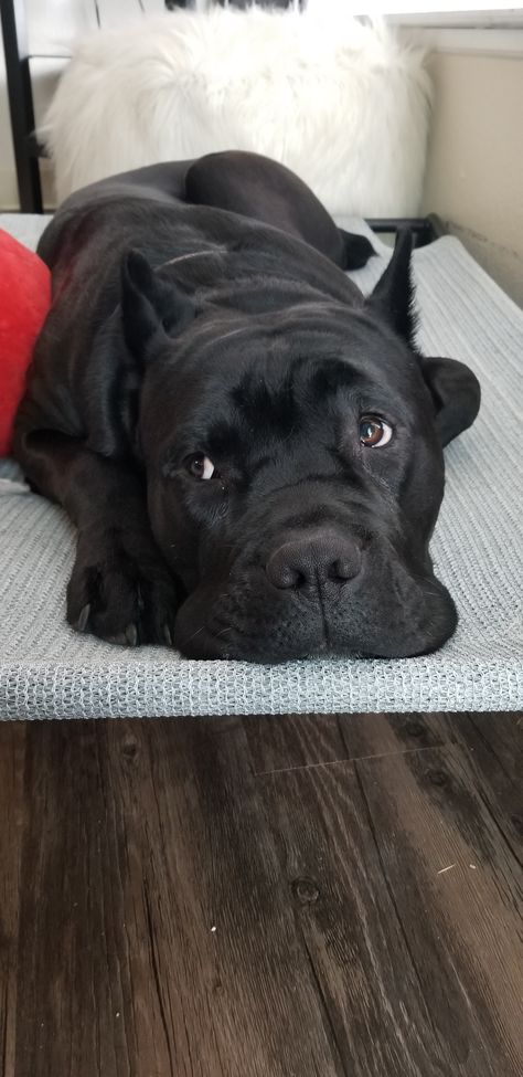 Black Cane Corso Aesthetic, Black Cane Corso Puppies, Cane Corso Cute, Cane Corso Aesthetic, Black Cane Corso Dog, Kane Corso, Can Corso, Cute Cane Corso, Cane Corso Black