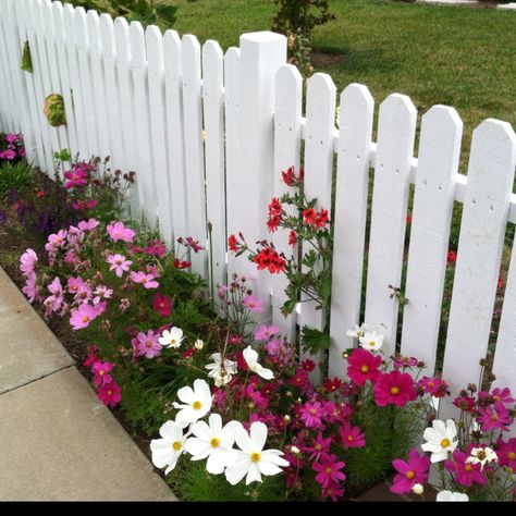 Picket Fence Flowers, White Picket Fence With Flowers, White Fence With Flowers, Flower Fence Border, Garden Picket Fence Ideas, White Fence Front Yard, Pretty Fences, Flowers Along Fence, Picket Fence With Flowers