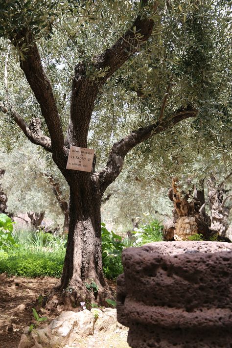 Pink 2025, Biblical Garden, The Garden Of Gethsemane, Theater Decor, Garden Of Gethsemane, Jesus Of Nazareth, Christian Pictures, Jesus Painting, Biblical Art