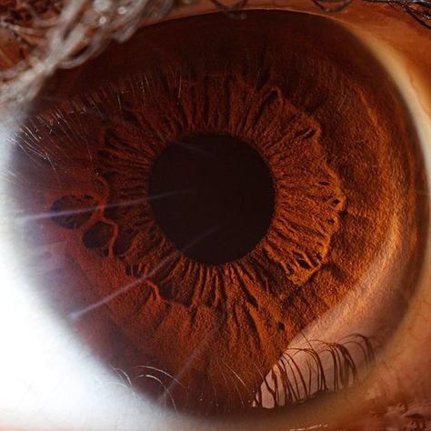 Brown Eyes Aesthetic, Eye Structure, Dark Academia Wall, Photo Macro, Pretty Brown Eyes, Miles Spiderman, Personal Investigation, Eye Close Up, Beautiful Brown Eyes