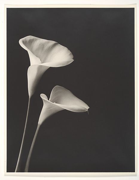 Photograph of calla lilies by Shedrich Williams. Calla Flower, White Calla Lily, Language Of Flowers, Calla Lilies, Light Year, Abstract Sculpture, Lily Flower, Calla Lily, Metropolitan Museum Of Art