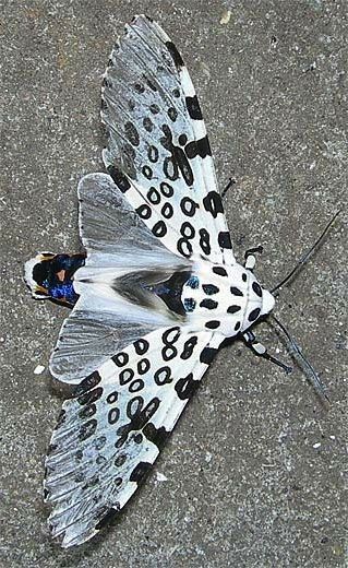 Giant leopard moth or Eyed tiger moth (Hypercompe scribonia) Giant Leopard Moth, Leopard Moth, Photo Papillon, Cute Moth, Cool Insects, Beautiful Insects, Tiger Moth, Moth Caterpillar, Moths And Butterflies