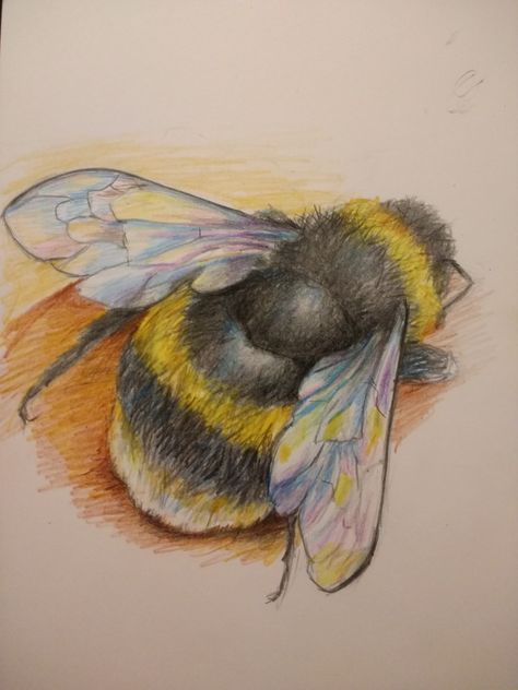 Bee Drawing Colored Pencil, Bumble Bee Artwork, Bumble Bee Tattoo Color, Animal Drawings Colored Pencil, Drawings Of Bees, Bee Art Painting, Bumble Bee Drawing, Bees Drawing, Bee Paintings