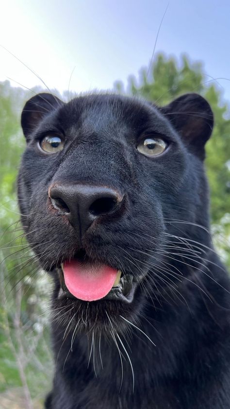 Luna The Panther, Luna The Pantera, Pantera Aesthetic, Pet Panther, Panther Pet, Cute Black Panther, Cute Panther, Panther Aesthetic, Black Pantera