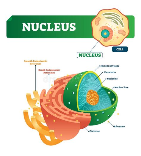 Nucleus vector illustration. Labeled diagram with isolated cell structure. Shown nuclear envelope and chromatin. Outside with smooth and rough endoplasmic royalty free illustration Rough Endoplasmic Reticulum, Cell Analogy, Bacteria Shapes, Endoplasmic Reticulum, Science Vector, Biology Experiments, Cells Project, Nursing School Essential, Secondary Science