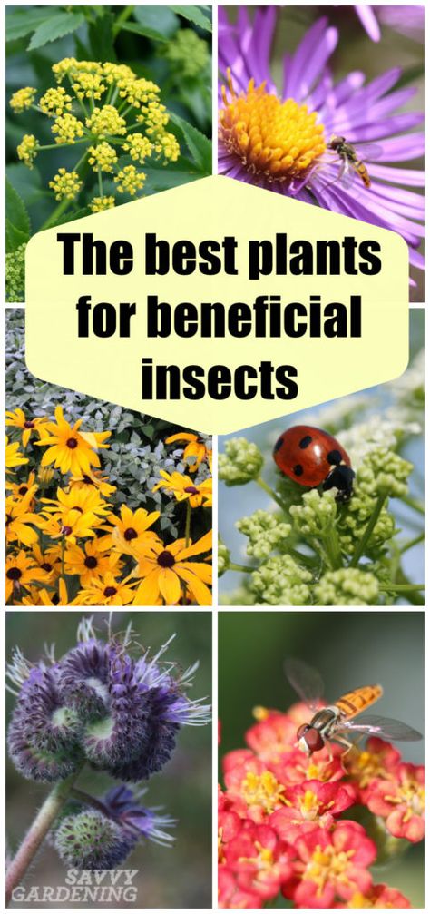 These plants for beneficial insects lure in ladybugs, lacewings, syrphid flies, and other good bugs. Lacewings, Slugs In Garden, Lawn Pests, Indoor Vegetables, Pollinator Plants, Herb Garden Design, Garden Bugs, Vertical Herb Garden, Indoor Vegetable Gardening