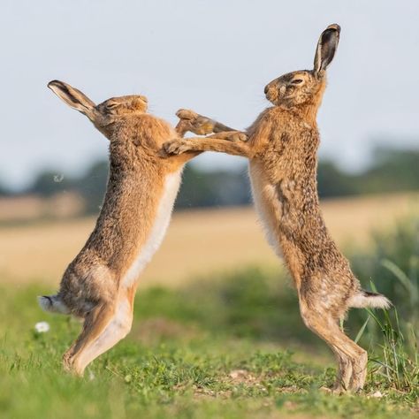 Cute Animals Aesthetic, Mama Illustration, Pictures Of Wild Animals, Hare Images, Boxing Hares, Hare Pictures, Animal Close Up, Wild Rabbits, Bbc Earth