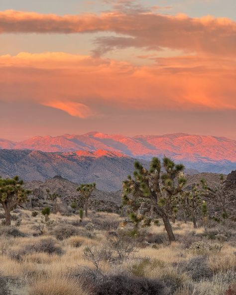 sunrise at Joshua Tree National Park ☀️💛🌞✨ #california #sunrise #nationalpark #joshuatree #travel #happy #friends #roadtrip Friends Roadtrip, California Sunrise, Dream Trips, Travel Happy, National Park California, Happy Friends, Joshua Tree National Park, Joshua Tree, National Park