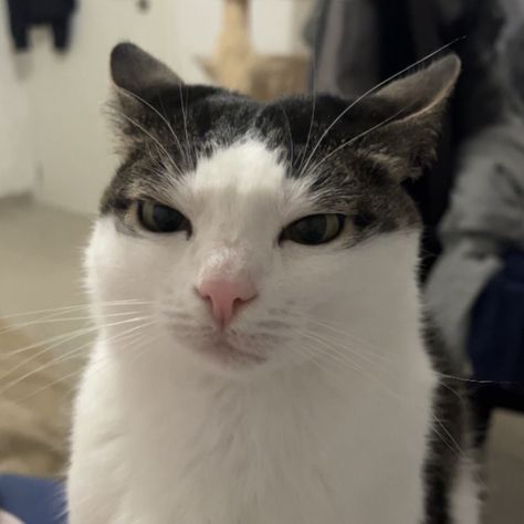 Omg Cat Face, Cat Giving Heart, Meme Cats Funny Faces, Cat Meme Faces, Cat Funny Face, Funny Cat Face, Cat Tiktok, Cat Mood, Luna Cat