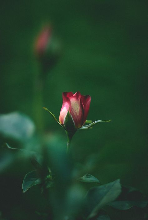 Potato Flower, Roses Vase, Pink Wallpaper Backgrounds, Rose Vase, Love Roses, Beautiful Words Of Love, Rose Bud, Flower Background Wallpaper, Beautiful Rose Flowers