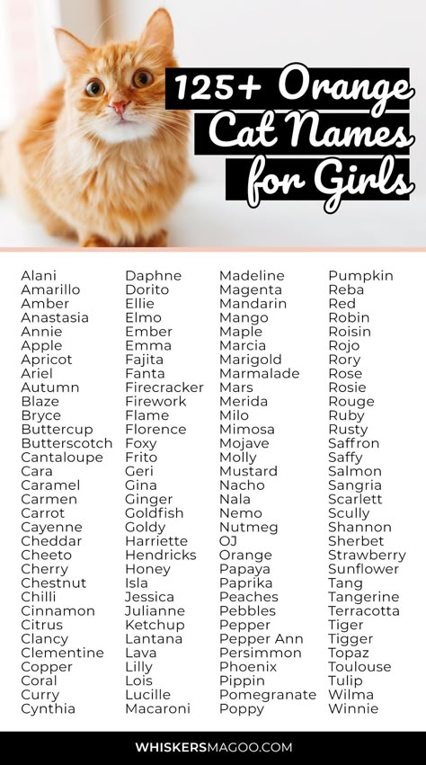 Orange Cat Names, Ginger Cat Names, Kitten Names Girl, Cat Name Ideas, Names For Cats, Boy Cat Names, Girl Cat Names, Unique Cat Names, Cute Pet Names