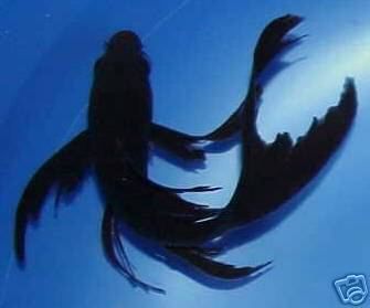 Comet Fish, Butterfly Koi Fish, Koi Fish For Sale, Karp Koi, Black Koi Fish, Black Forrest, Koi Dragon, Koi Fishes, Butterfly Koi