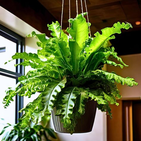 Bird's nest fern Birds Nest Fern, Best Indoor Hanging Plants, Pothos Plant Care, Indoor Hanging Plants, Hanging Indoor Plants, Foxtail Fern, Bird's Nest Fern, Indoor Plant Hangers, Tillandsia Air Plant