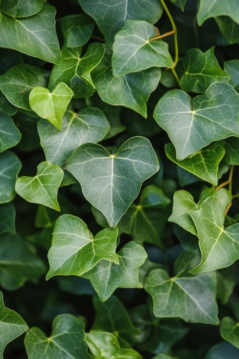 English Ivy (Hedera helix) is a classic and versatile addition to any home! 🌿🏡 With its trailing vines and lush green leaves, this plant is a delightful blend of timeless beauty and adaptability. Quick to thrive in various light conditions and bursting with air-purifying benefits, English Ivy is perfect for adding a touch of elegance to your indoor space. 🌱✨ #EnglishIvy #HederaHelix #IndoorPlants #EasyCare #AirPurifying #GreenHome #PlantLover English Ivy Aesthetic, Hedera Ivy, Hedera Helix Ivy, Ivy Tree, Ivy Flower, Witchy Garden, Plant Vegetables, Ivy Plant, Botanical Inspiration