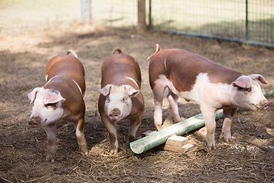 Hereford Pigs, Huge Animals, Pastured Pigs, Teacup Pigs, Future Farms, Stay Hungry, Mini Pigs, Pig Farming, Animal Reference