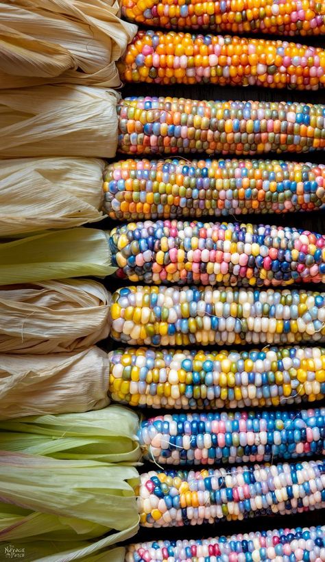 How to Grow Glass Gem Corn | How to grow rainbow corn | Indian corn | Ornamental corn | glass gem corn crafts | rainbow corn decoration | #TheNavagePatch | #Homesteading #DIY #HowTo #Indiancorn #Falldecor | TheNavagePatch.com Gem Corn, Rainbow Corn, Glass Gem Corn, Deco Fruit, Corn Seed, Indian Corn, Corn On The Cob, Rainbow Glass, Exotic Fruit