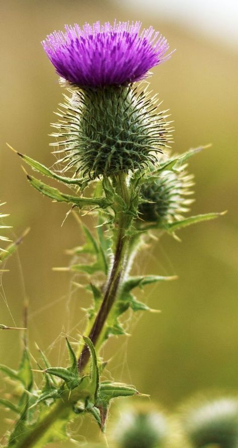 Tall Purple Flowers, Purple Flower Names, Thistle Garden, Thistle Tattoo, Thistles Art, Purple Flowering Plants, Scottish Flowers, Thistle Flower, Scottish Thistle