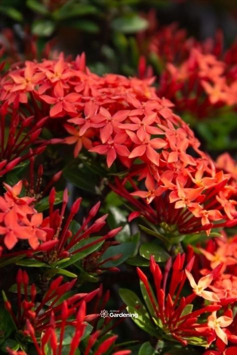 Thinking of planting some West Indian Jasmine around your home or in your garden? The Ixora, is a plant with brightly colored flowers, that comes in a variety of different colors. In this article, you'll learn everything you need to know about planting, growing, and successfully caring for Ixora. Promenade Landscape, Indian Graffiti, Flower Planting Guide, Indian Jasmine, Flower Planting, Indian Garden, Jasmine Plant, Flower Types, House Wallpaper