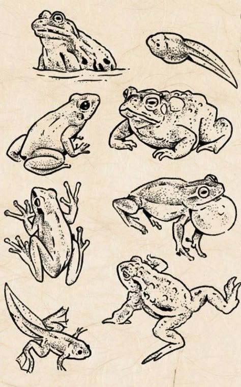 Matching Toad Tattoos, Frog And Toad Widget, Toad Illustration Vintage, Frog And Tadpole Tattoo, Tad Pole Drawing, Frog Tattoo Meaning, Frog Line Art Tattoo, Vintage Frog Tattoo, Toad Line Art