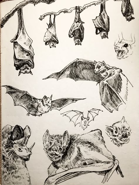 Bat Drawing Scary, Vampire Bat Sketch, Bat Anatomy Illustration, Bat Pencil Drawing, Bat Ink Drawing, Cool Bat Drawing, Bat Anatomy Drawing, Hanging Bat Illustration, Bat Sketch Simple