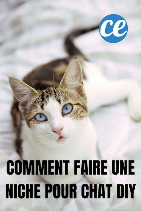 Vous cherchez une niche pour votre chat ? Pas besoin d'en acheter une ! Ça coûte quand même dans les 30 €... Alors, pourquoi ne pas la faire vous-même ? Ne vous inquiétez pas, c'est tout simple et ça ne prend pas plus de 5 min. Tout ce dont vous avez besoin, c'est d'un vieux t-shirt et d'une boîte en carton. Regardez : Chat Diy, Niche Chat, All About Cats, About Cats, T Shirt