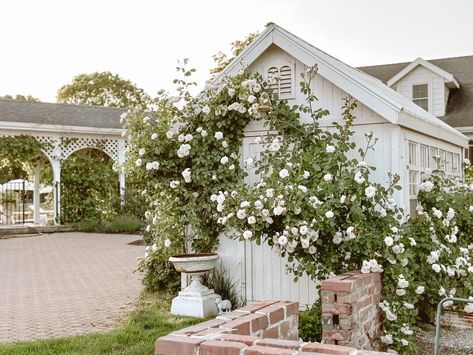 How we train our Climbing Roses - Cozy Cottage Garden 13 Heirloom Roses Climbing, Iceberg Climbing Rose, Landscape Roses, Landscaping With Roses, Climbing Rose, Rose Care, Cottage Farm, Home Goals, White Cottage