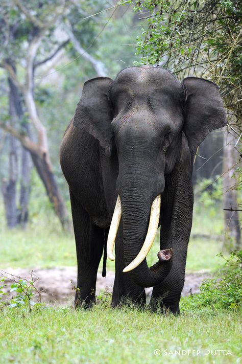 Elephant - Southern India they are much smaller than their  African cousins Asiatic Elephant, African Forest Elephant, Elephant Photography, Elephants Photos, The Big Boss, Western Ghats, Asian Elephant, Save The Elephants, Indian Elephant