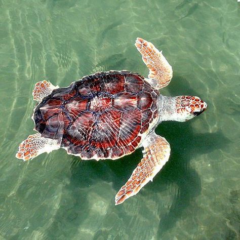 Sea Turtle Facts, Turtle Ship, Sea Turtle Drawing, World Animal Day, Loggerhead Turtle, Reference Animals, Animal Day, Save The Sea Turtles, Loggerhead Sea Turtle