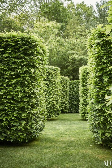 Hedges Landscaping, Hornbeam Hedge, Formal Garden Design, Garden Hedges, Topiary Garden, Estate Garden, Formal Garden, Classic Garden, Formal Gardens