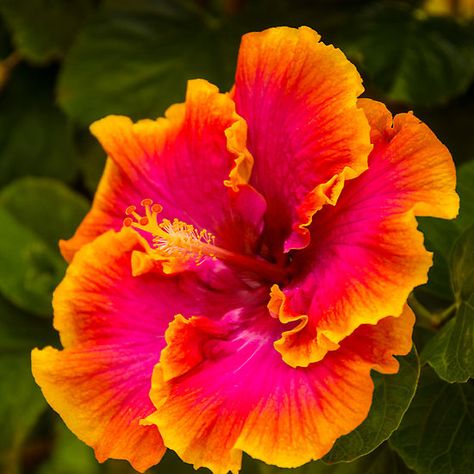 Hawaiian Multi-colored Hibiscus from Kauai Hibiscus Plant, Hawaiian Flowers, Orange And Pink, Hibiscus Flower, Favorite Flowers, Exotic Flowers, Hibiscus Flowers, Kauai, Tropical Flowers