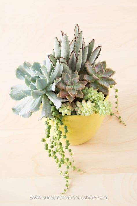 Succulent Arrangements Diy, Diy Succulent Terrarium, Succulent Painting, Succulent Ideas, Cactus Planta, Succulent Garden Diy, Hanging Succulents, Succulent Gardens, Colorful Succulents