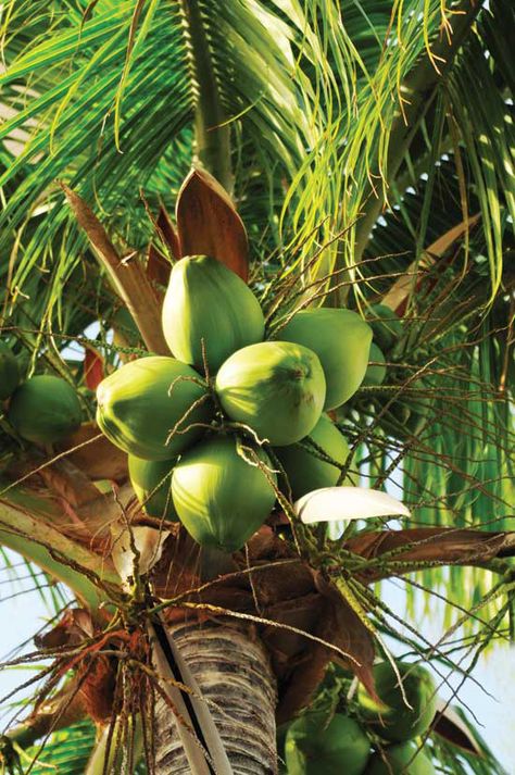 Coconut Tree Painting, Giant Vegetable, Cake Background, Coconut Island, Painting Tropical, Mother Earth Living, Benefits Of Coconut, Coconut Health Benefits, Coconut Trees