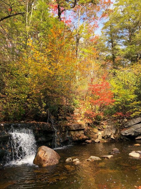 Fall Leaves, Autumn Leaves, Landscape Paintings, Plants, Water