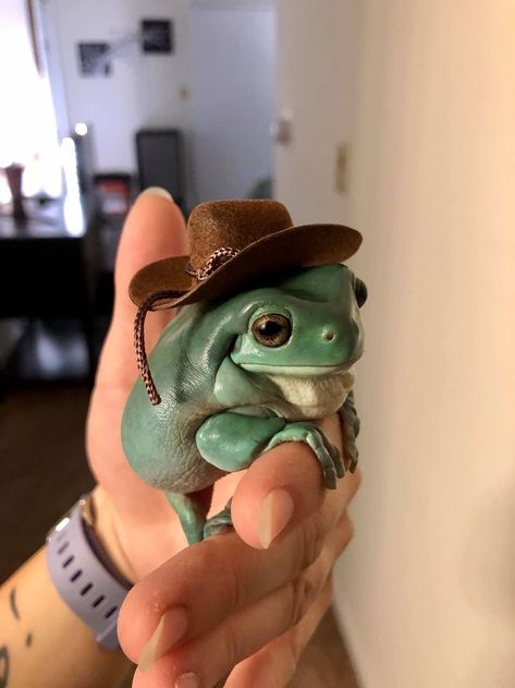 frog in cowboy hat | Frog pictures, Whites tree frog, Pet frogs Frog Pet, Dumpy Tree Frog, Frog Dress, Art Frog, Whites Tree Frog, Pet Frogs, Frog Pictures, Frog Drawing, Christmas Gifts For Pets